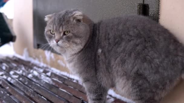 Fluffy γκρι γάτα στέκεται σε εξωτερικούς χώρους το χειμώνα στη Ρωσία — Αρχείο Βίντεο