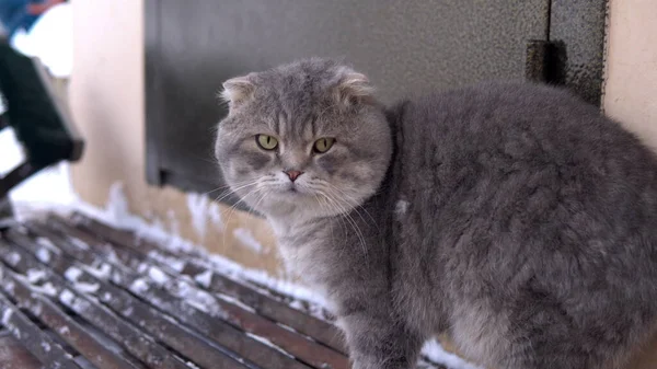 Puszysty Szary Kot Stoi Zewnątrz Zimą Rosji — Zdjęcie stockowe