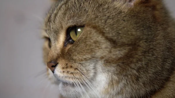 Close-up cat face looks directly at you — Stock Photo, Image