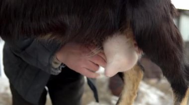 Süt sağmadan önce bir erkek keçinin memesine masaj yapar. Soğuk mevsimde keçi sağmak