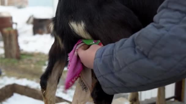 Egy férfi megtörli a fekete kecskék tőgyét fejés előtt. Kecskét fejni a hideg évszakban — Stock videók