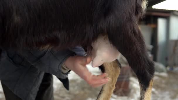 Un uomo massaggia la mammella di una capra prima della mungitura. mungere una capra durante la stagione fredda — Video Stock