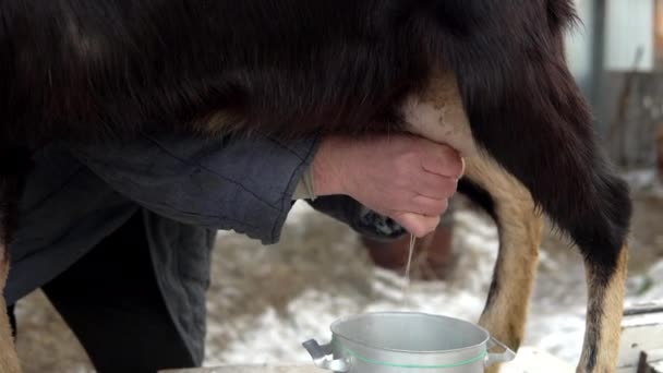 A man milks the udder of a goat. Milking goat milk in the cold season close up — Stock Video