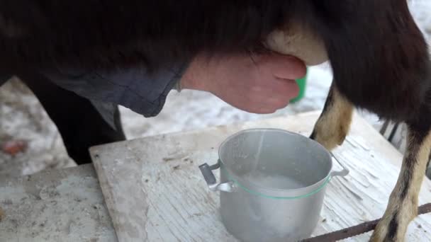 Egy férfi megfeji a kecske tőgyét. Fejés kecsketej a hideg évszakban közelkép — Stock videók