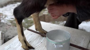 Bir adam bir keçinin memesini sağıyor. Soğuk mevsimde keçi sütü sağmak. Kapatın.
