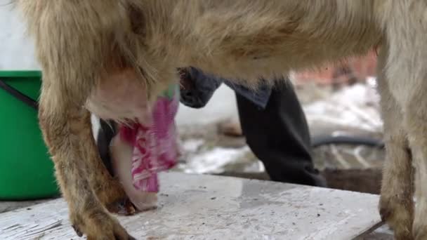 Мужчина вытирает вымя бежевых коз перед доением. Доить козу в холодное время года — стоковое видео