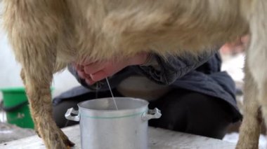 Bir adam bej bir keçinin memesini sağıyor. Soğuk mevsimde keçi sütü sağmak. Kapatın.