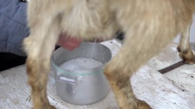 Bir adam bej bir keçinin memesini sağıyor. Bir tencerede taze keçi sütü köpüklerinin yakın çekimi.