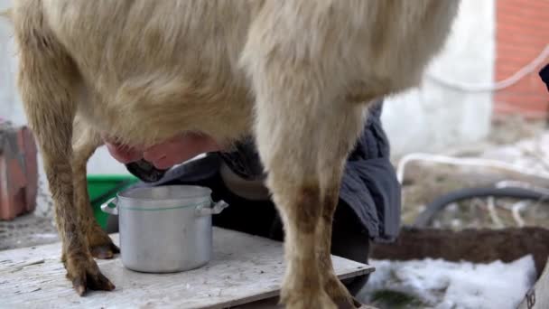 Der Mann hat die Ziege gemolken. Ziegenmilch in der kalten Jahreszeit hautnah melken — Stockvideo