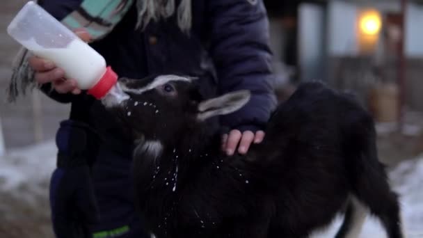 Un uomo nutre il latte da una bottiglia a una capretta nera. La capra sta bevendo latte da una bottiglia — Video Stock