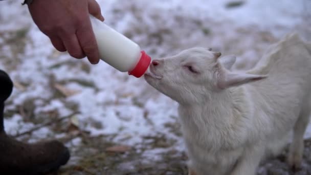 Чоловік годує молоко від пляшки до білого козла. Коза п'є молоко з пляшки — стокове відео