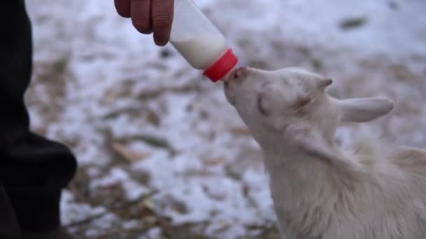 Egy férfi tejet ad egy üvegből egy fehér kecskének. A kecske tejet iszik egy üvegből. — Stock videók