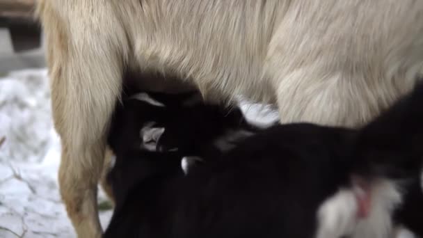 Kozie dzieci wysysają mleko z kozy. — Wideo stockowe