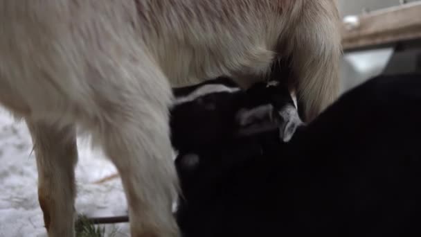 Kozie dzieci wysysają mleko z kozy. — Wideo stockowe