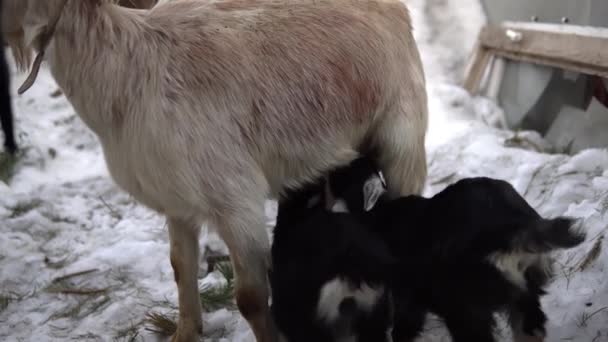 Geit kinderen zuigen melk uit een geit. — Stockvideo