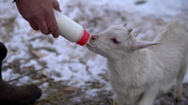 Ein Mann füttert eine weiße Ziege mit Milch aus einer Flasche. Die Ziege trinkt Milch aus der Flasche — Stockfoto