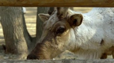 Geyik korkuluğun arkasında duruyor ve bakıyor.
