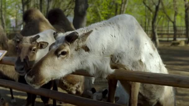 O veado branco levantou-se em suas pernas traseiras e ficou no corrimão do curral no zoológico de animais de estimação.. — Vídeo de Stock