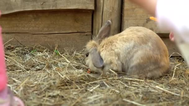 Dzieci próbują nakarmić małe królicze marchewki w zoo — Wideo stockowe