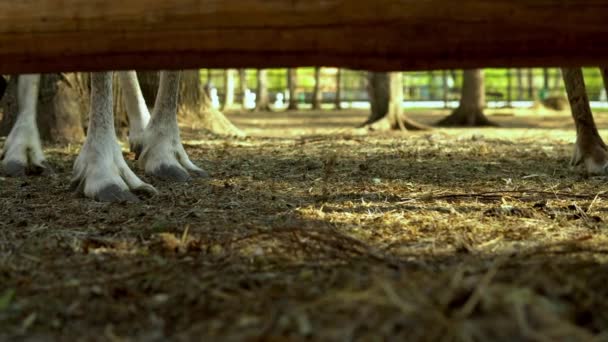 Pieds de cerf dans le corral au zoo caressant — Video