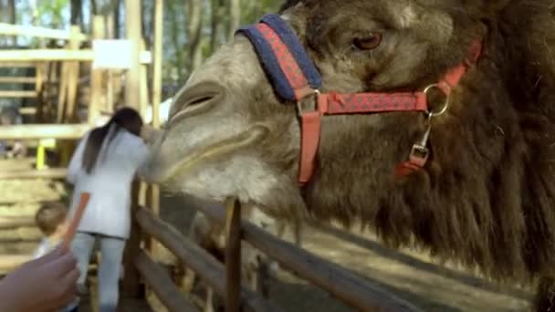 En un zoológico de mascotas, un camello en un corral come un trozo de zanahoria de su mano — Vídeo de stock