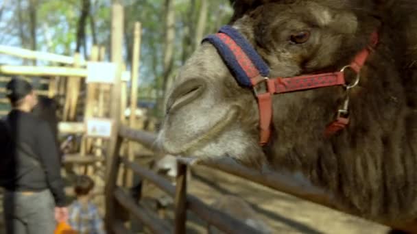 Em um zoológico, um camelo em um curral come um pedaço de cenoura de sua mão — Vídeo de Stock