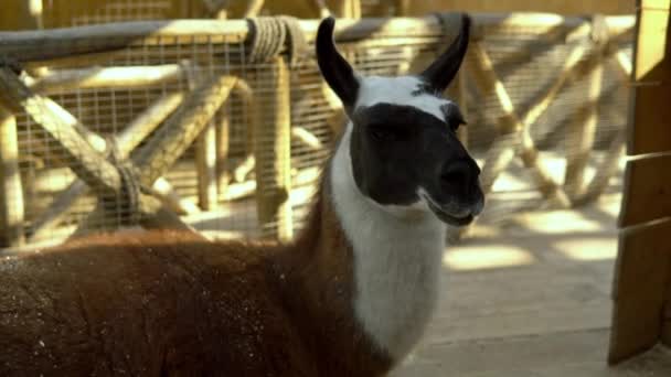 Un lama nero e marrone si trova nel recinto di uno zoo a contatto e guarda lateralmente — Video Stock