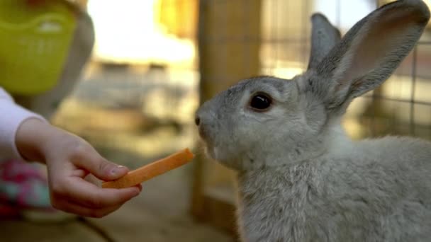 Karmienie królika marchewką. Skontaktuj się z zoo — Wideo stockowe