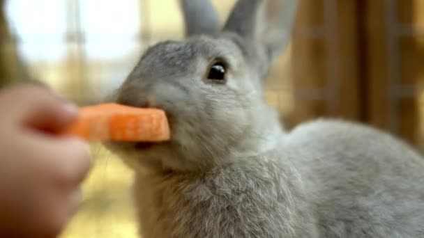 Karmienie królika marchewką. Skontaktuj się z zoo — Wideo stockowe