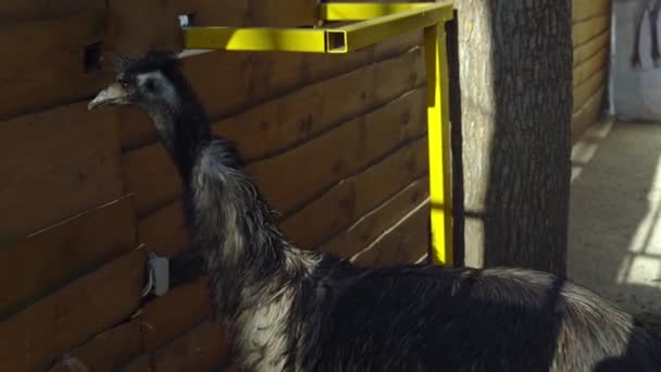 An ostrich in a pen at a petting zoo. Big ostrich looking around — Stock Video