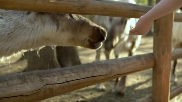 Um veado branco é alimentado à mão em um zoológico. Alimentando o veado da palma da sua mão — Vídeo de Stock