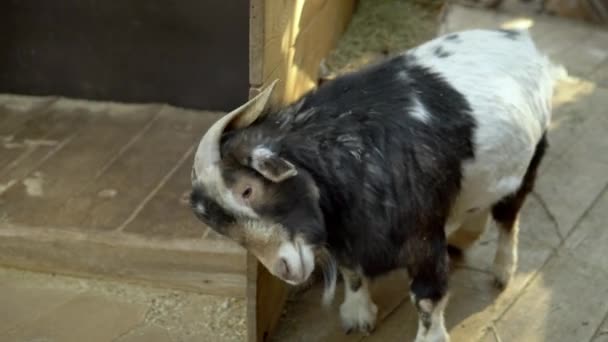 Egy rövid lábú kecske szarvát vakarja egy fából készült kerítésen egy állatsimogatóban. — Stock videók