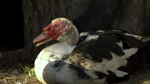 Черно-белый гусь лежит в загоне контактного зоопарка — стоковое видео