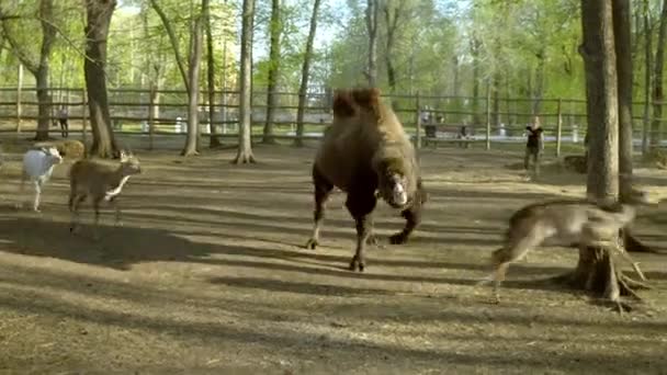 En flock rådjur i hagen springer tillsammans med viruset. Kontakta djurparken. Rådjursgård — Stockvideo