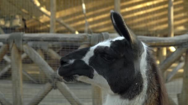 Um lhama preto e marrom fica no curral de um zoológico de contato e olha para o lado — Vídeo de Stock