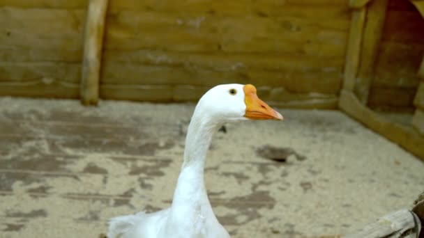 애완 동물 원의 우리에서우아 한 흰 산보를 하는 모습 — 비디오