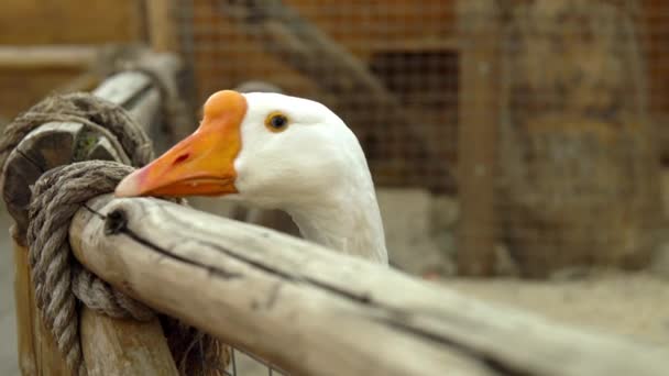Прекрасный белый гусь стоит и крякает в загоне зоопарка — стоковое видео