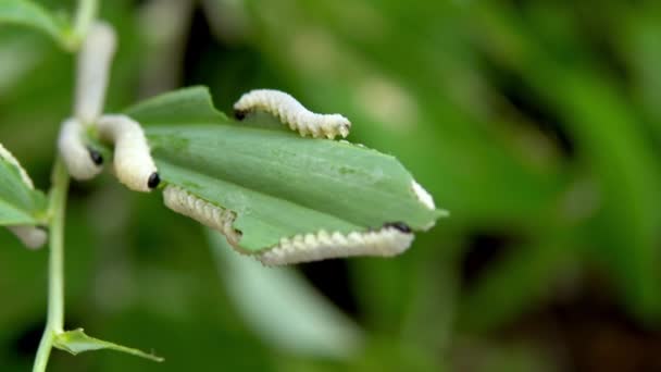 Diversi bruchi mangiano la foglia verde della pianta. Riprese da vicino, il mondo degli insetti. Piante nocive 4k — Video Stock