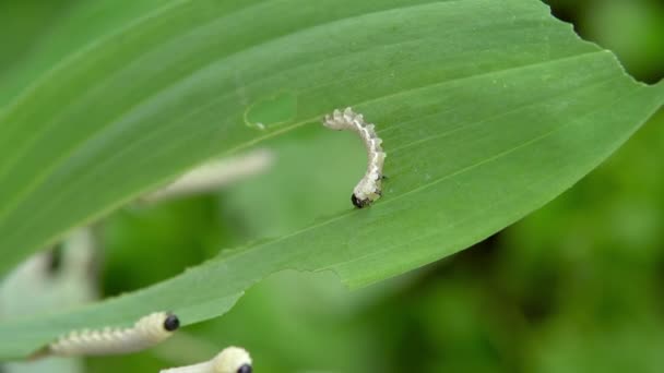 Varias orugas comen la hoja verde de la planta. Disparando de cerca, el mundo de los insectos. Plagas vegetales 4k — Vídeos de Stock