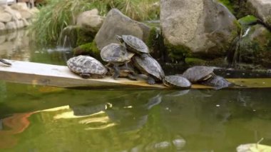 Kaplumbağalar birbirlerinin üzerinde yatarlar, böylece bir kaplumbağa piramidi inşa ederler. Hayvanlar gölette dinlenir. Birçok kaplumbağa suda yatan kütüğün üzerinde toplandı. Bir grup sürüngen bir arada..
