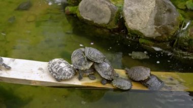 Kaplumbağalar birbirlerinin üzerinde yatarlar, böylece bir kaplumbağa piramidi inşa ederler. Hayvanlar gölette dinlenir. Birçok kaplumbağa suda yatan kütüğün üzerinde toplandı. Bir grup sürüngen bir arada..