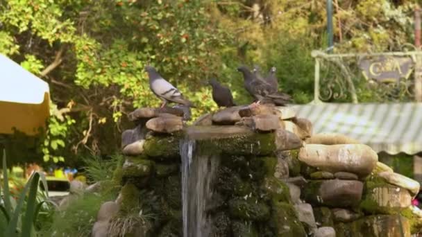 Een Menigte Duiven Landt Stenen Van Een Kunstmatige Waterval — Stockvideo