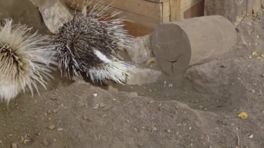 Kaplumbağalar birbirlerinin üzerinde yatarlar, böylece bir kaplumbağa piramidi inşa ederler. Hayvanlar gölette dinlenir. Birçok kaplumbağa suda yatan kütüğün üzerinde toplandı. Bir grup sürüngen bir arada..
