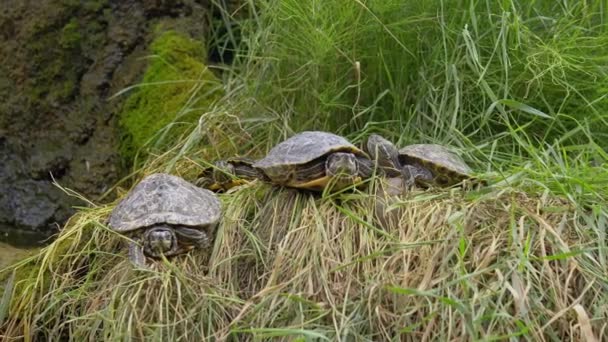 Birkaç Kaplumbağa Çimlerin Üzerinde Uzanır Güneşlenir Bir Grup Sürüngen Bir — Stok video