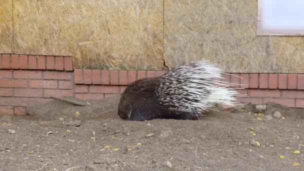 カメは互いの上に寝そべっているので カメのピラミッドを作ります 動物が池に眠っている 多くのカメが水中に横たわる丸太の上に集まっている 爬虫類の群衆が — ストック動画