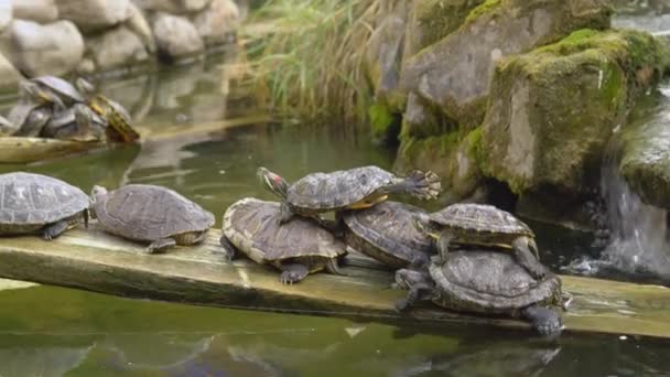 Želvy Leží Jeden Druhém Staví Tak Pyramidu Želv Zvířata Odpočívají — Stock video