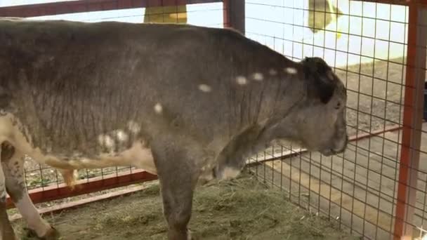 Um grande touro cinzento sem chifres em uma caneta está mastigando feno. Animais de exploração — Vídeo de Stock