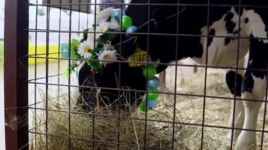 Kafasında çiçek şarabı ve boynunda boncuklarla siyah beyaz bir inek. Kalemdeki inek saman yer.