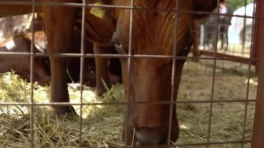 Kafesteki kahverengi bir boğa kuru saman yer. Çiftlik hayvanı