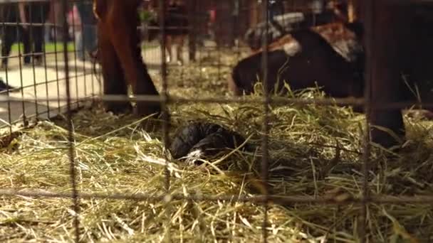 Az állatok ürüléke száraz szénán fekszik egy ketrecben. Szar az állat lába alatt. — Stock videók